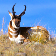 National Parks of the Old West with Cornell Alumni Travel