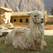 A llama in Ollantaytambo, Peru with Cornell Alumni Travel