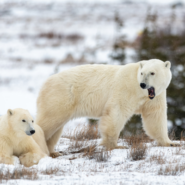 Polar Bears and Beluga Whales with Cornell Alumni Travel