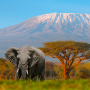 An elephant in Tanzania, Mt Kilimanjaro rising in the background.