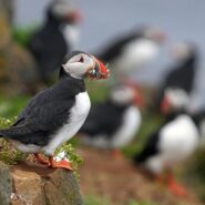 Puffin