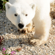 See polar bears up close with Cornell Alumni Travel