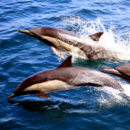 Dolphins in the San Juan Islands with Cornell Alumni Travel