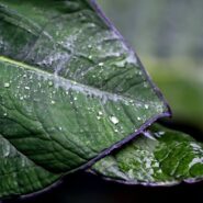 green leaves