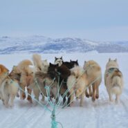 sled dogs