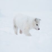 husky puppy, Greenland