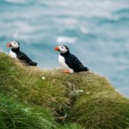 puffins