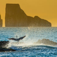 Travel to the Galapagos with Cornell