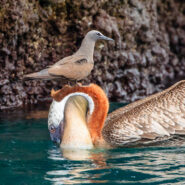 A Brown Noddy perched ontop of a Galapagos Brown Pelican while it fishes, Santiago Island, Galapagos National Park, Galapagos, Ecuador.