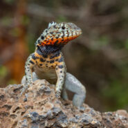The Lava Lizard