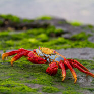 See endemic species in the Galapagos such as this crab.