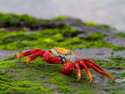 See endemic species in the Galapagos such as this crab.