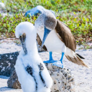 Blue-footed booby - National Geographic-Lindblad Expeditions