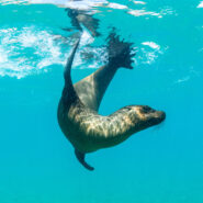 A sea lion seen from an underwater camera