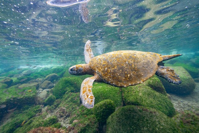 Sea turtle