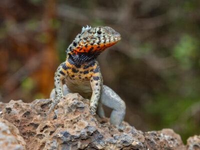 Galapagos with Cornell