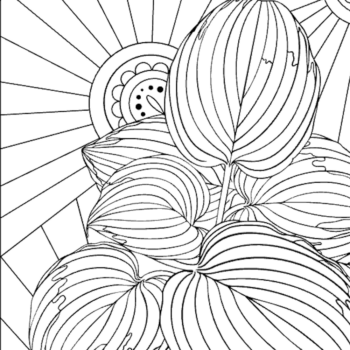 plantain lily coloring page