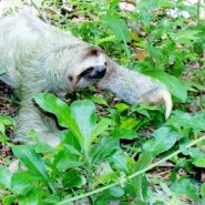 sloth crawling through jungle floor