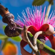 pink flower