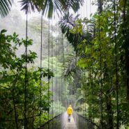 Person in yellow raincoat walking into the rainforest