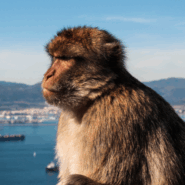Barbary Macaques in Gibraltar