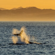 Humpback Whale