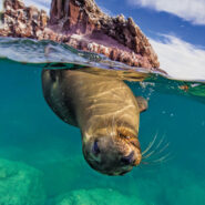 A sea lion in Baja California
