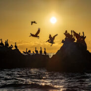 Brown Pelican colony