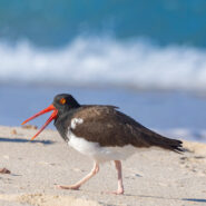 A bird on the sand in Baja California