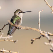 Costa's hummingbird, Calypte costae