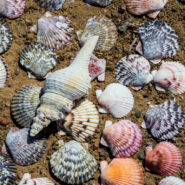 Seashells in Baja California