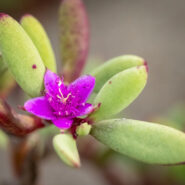 Succulent desert flower Baja California