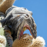 Spiny-tailed iguana, Ctenosaura conspicuosa