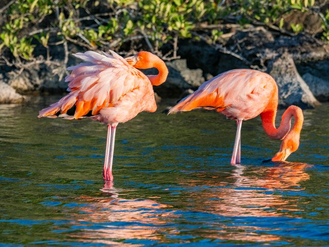 flamingos in the wild