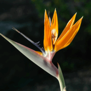 Strelitzia Reginae Flower in Tías, Canary Islands