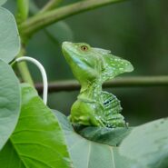 lizard perched amidst leaves