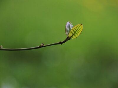 green leaf