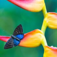 Butterfly on colorful flower