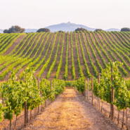 Vineyard in Portugal