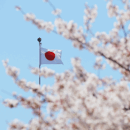Japanese flag surrounded by tree blossoms