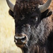close up on the face of a buffalo