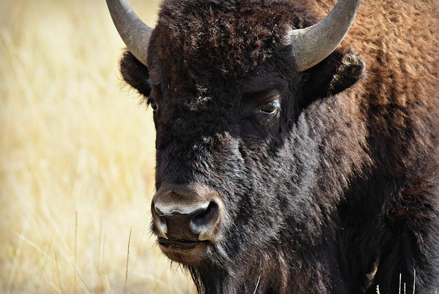 close up on the face of a buffalo