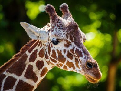 giraffe's face close up