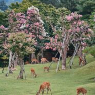 Nara Park