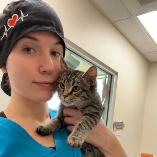 Amanda performs an intake exam on a healthy kitten.
