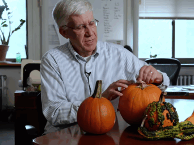 Professor Steve Reiners shares how to pick the perfect pumpkin for carving, baking, or displaying on your porch.
