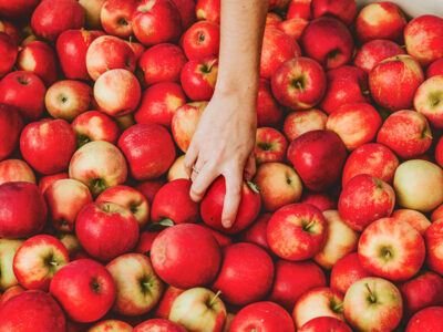 Bins of apples at Cornell AgriTech