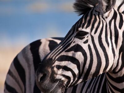 close up on zebra face