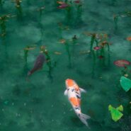koi pond