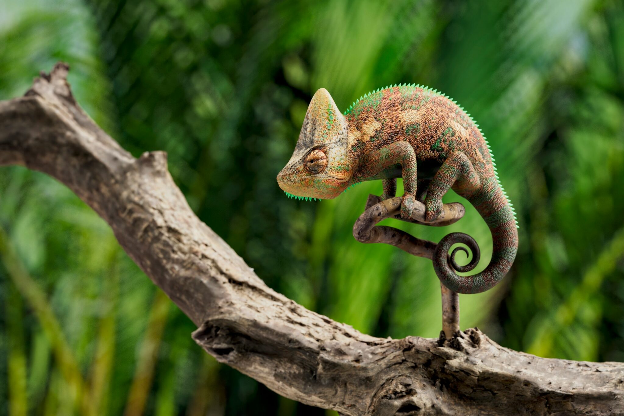 CAU Study Tour: Madagascar - Alumni, parents, and friends